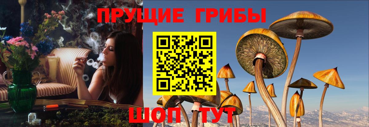 Псилоцибиновые грибы Psilocybine cubensis Богородицк